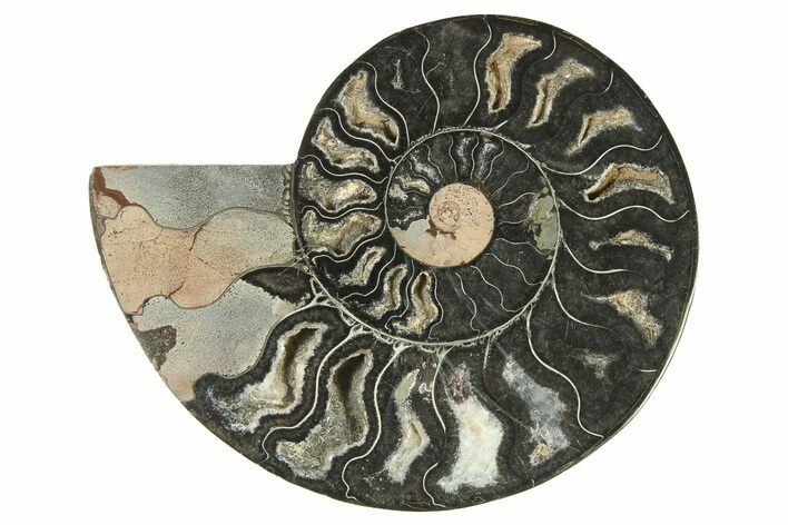 Cut & Polished Ammonite Fossil (Half) - Unusual Black Color #286640